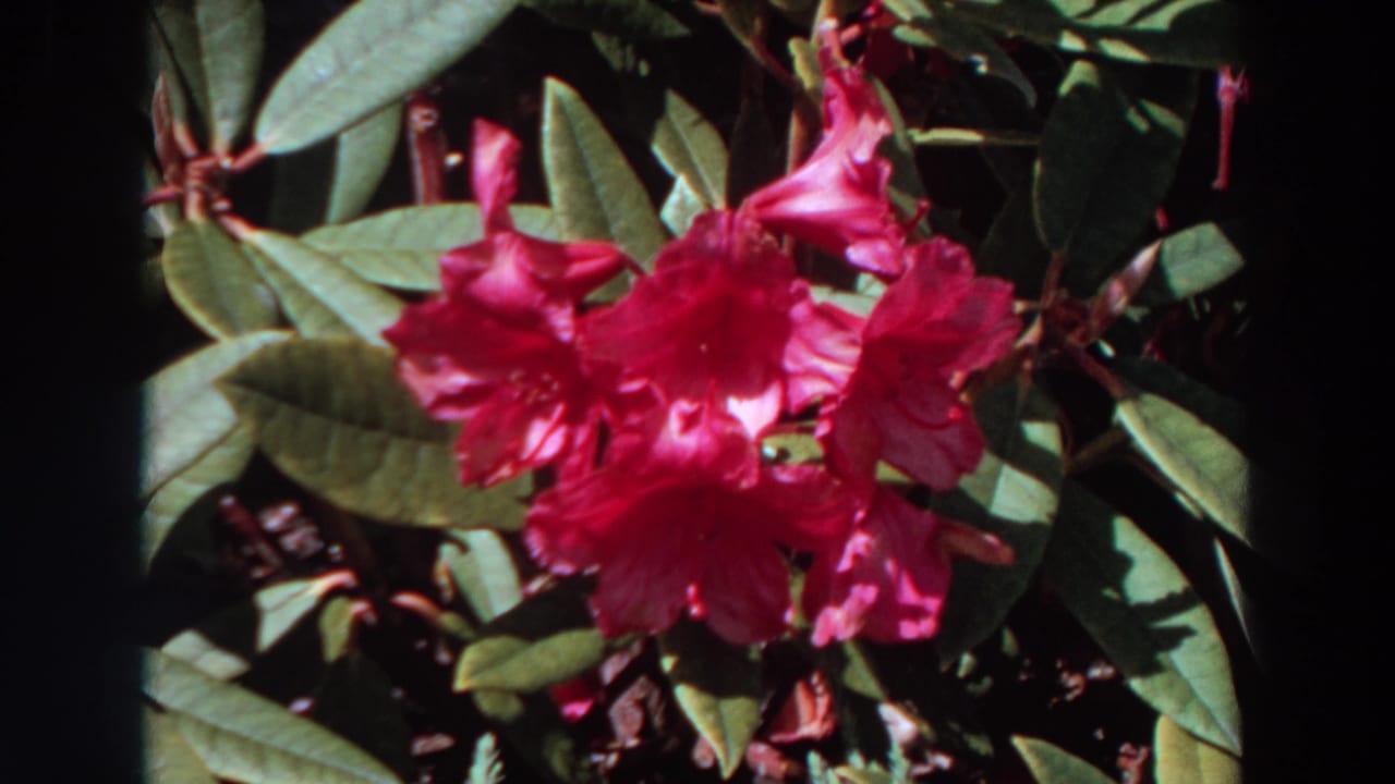 Pink rhododendron flowers and green leaves in sunlit Washington garden footage from 1964 metadata.