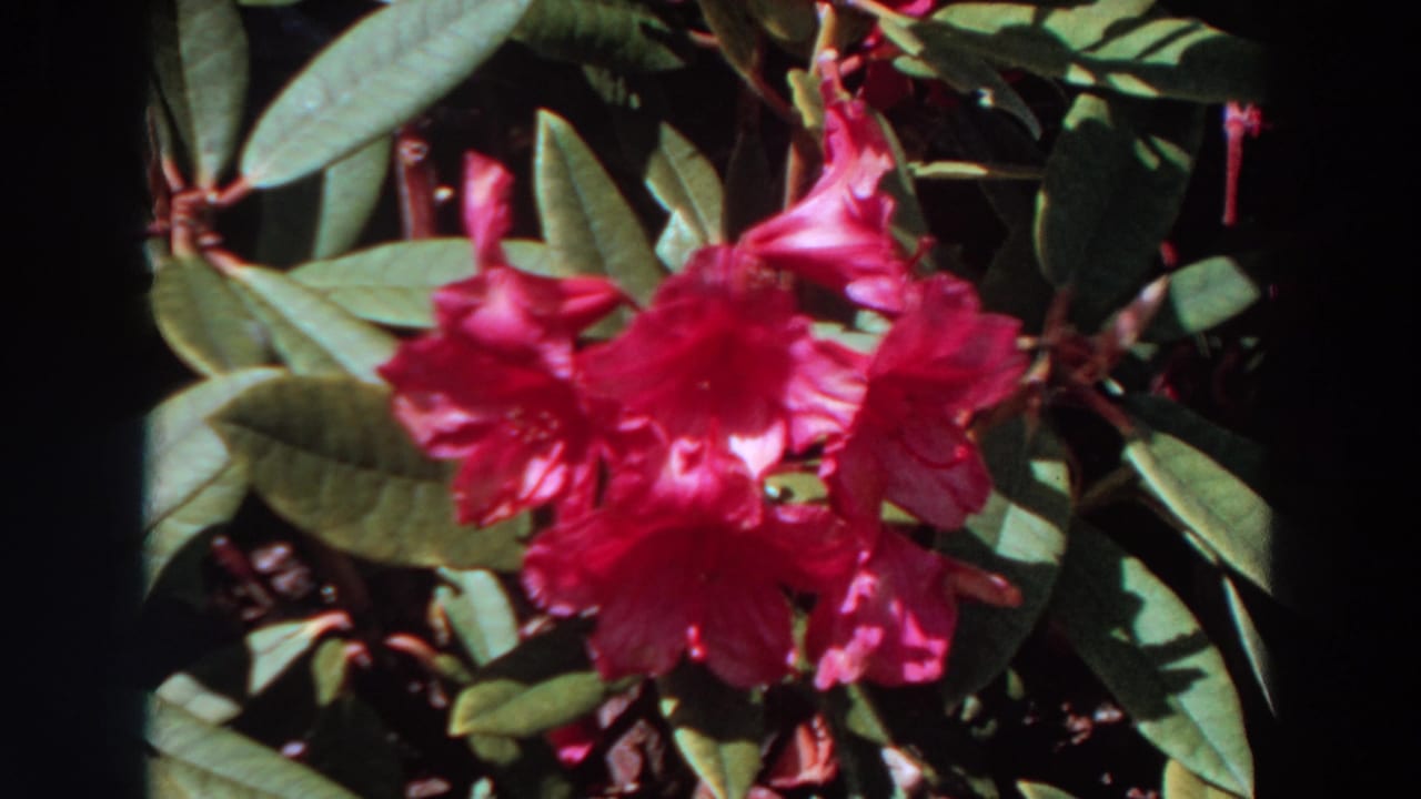 Sunlit pink rhododendron cluster with glossy leaves, seen in archival 8mm Washington garden footage.