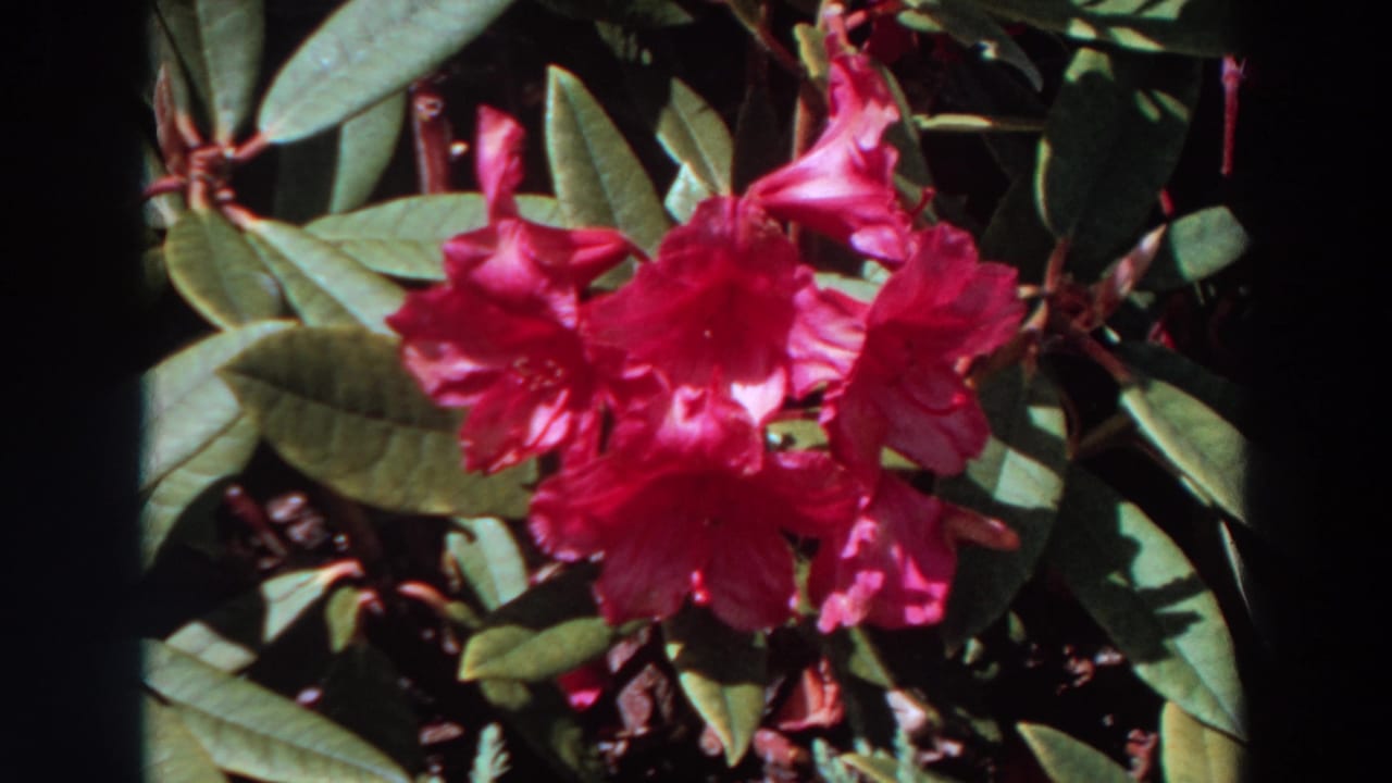 Rhododendron blossoms remain centered among leaves in warm 1964 home-movie garden footage.