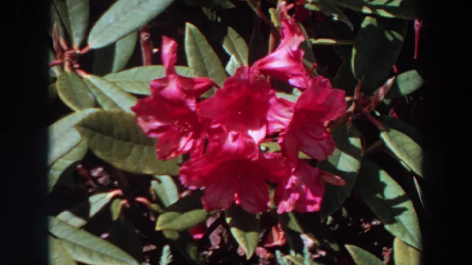 Rhododendron blossoms remain centered among leaves in warm 1964 home-movie garden footage.