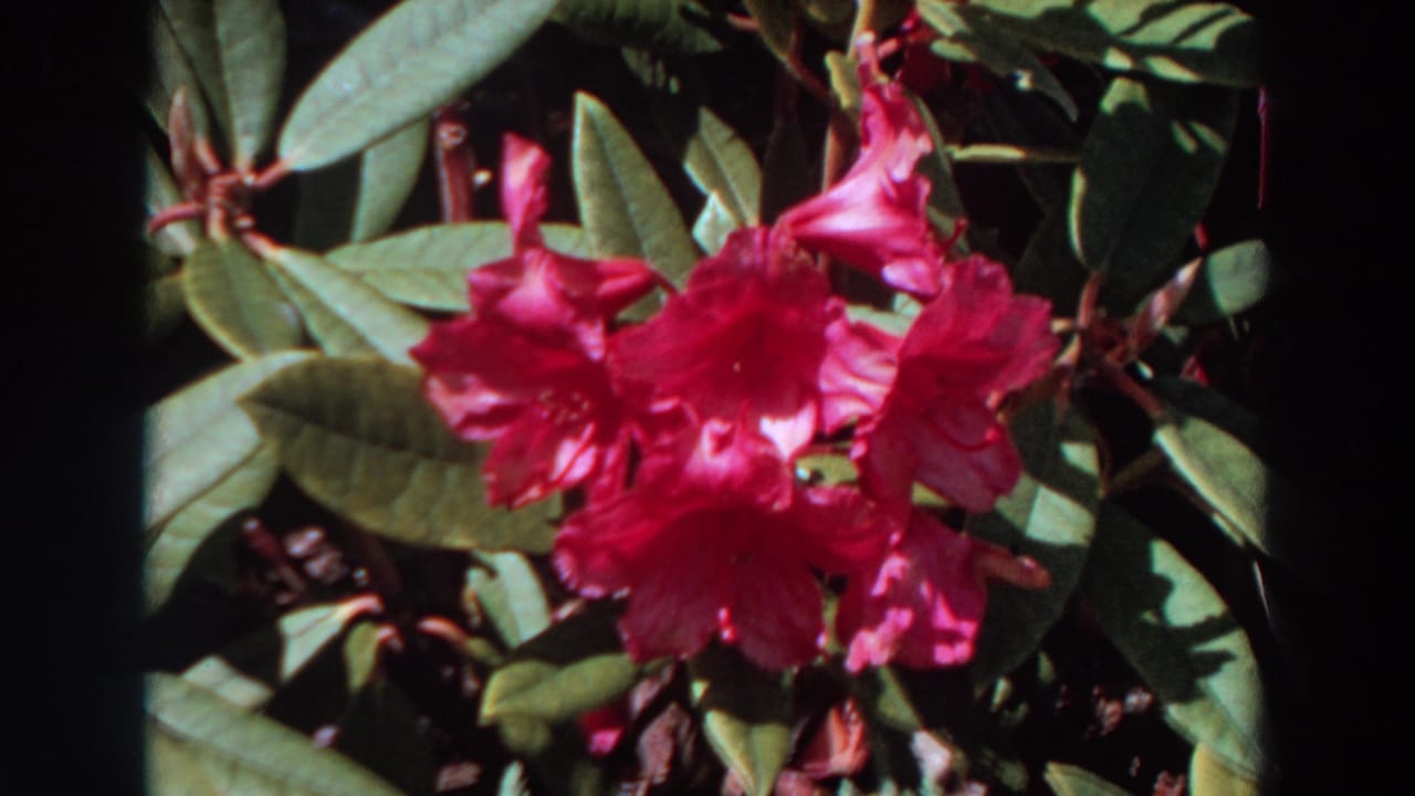 Close garden view of pink rhododendron blooms and leaves from Washington 1964 8mm footage.
