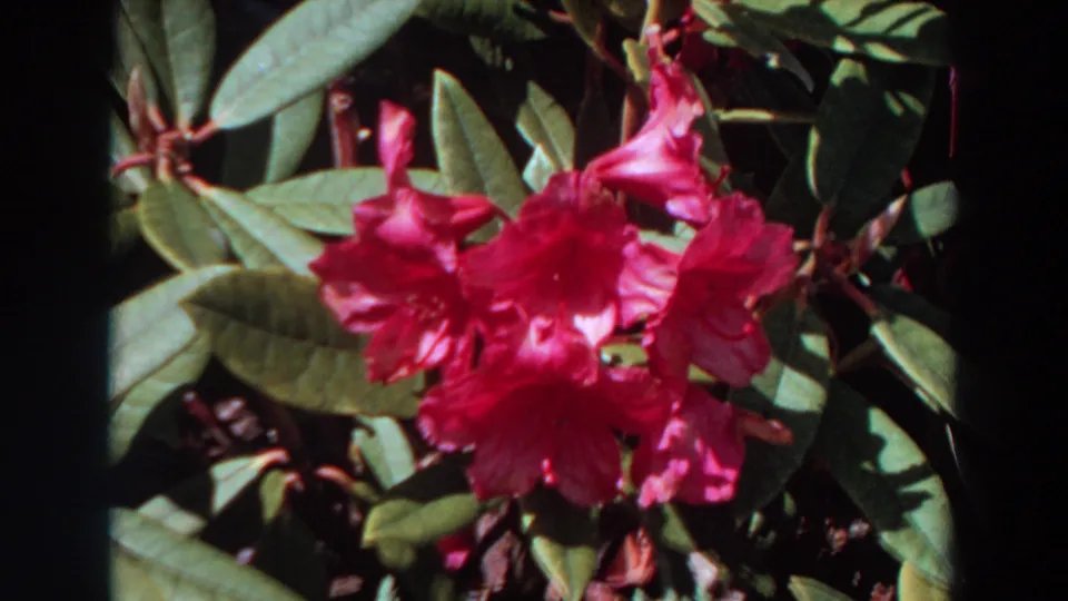 Close garden view of pink rhododendron blooms and leaves from Washington 1964 8mm footage.