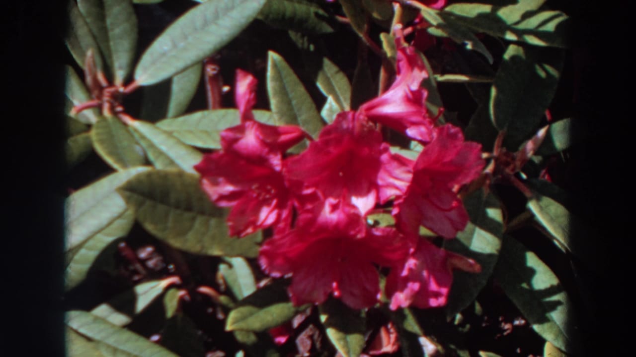 Pink flowers blooming among green leaves in close-up.