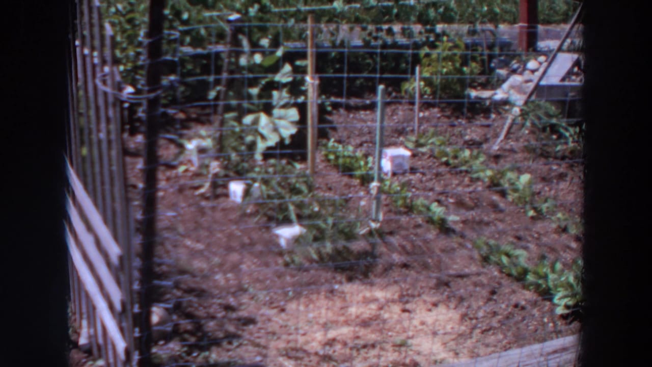 1964 Washington home-movie view of a small backyard garden enclosed by wire fencing with young plants in rows.
