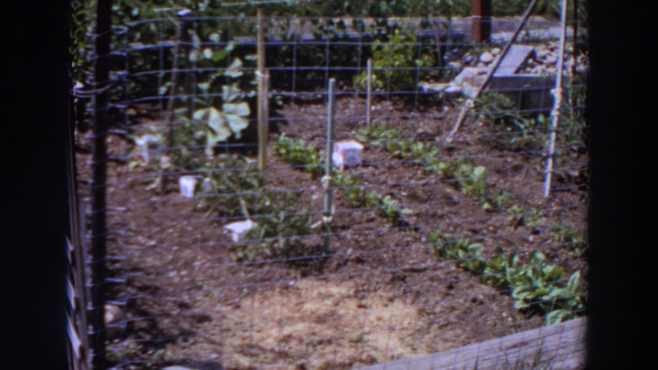1964 Washington backyard garden scene with wire fencing, planted rows, stakes, and white markers in tilled soil.
