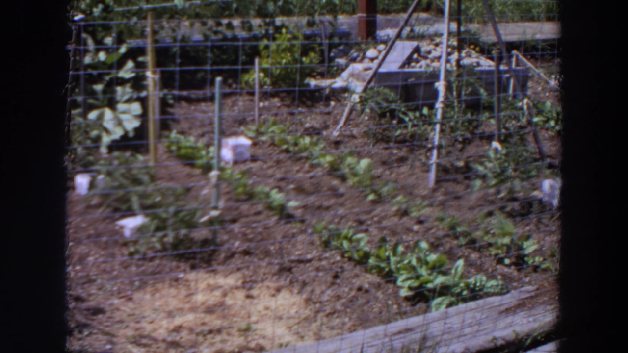 Soft 1964 Washington home-movie frame of a fenced garden with planted rows, stakes, and leafy growth.