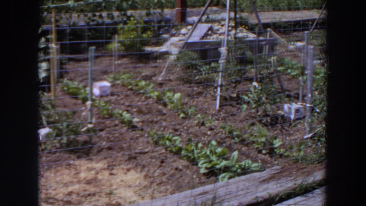 Backyard garden rows with leafy greens, wire fencing, stakes, and small white containers.