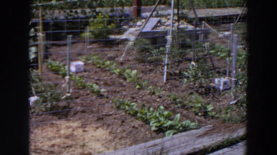 1964 Washington 8mm frame showing a sunlit backyard garden with planted rows, wire fencing, trellis supports, and white planting containers.