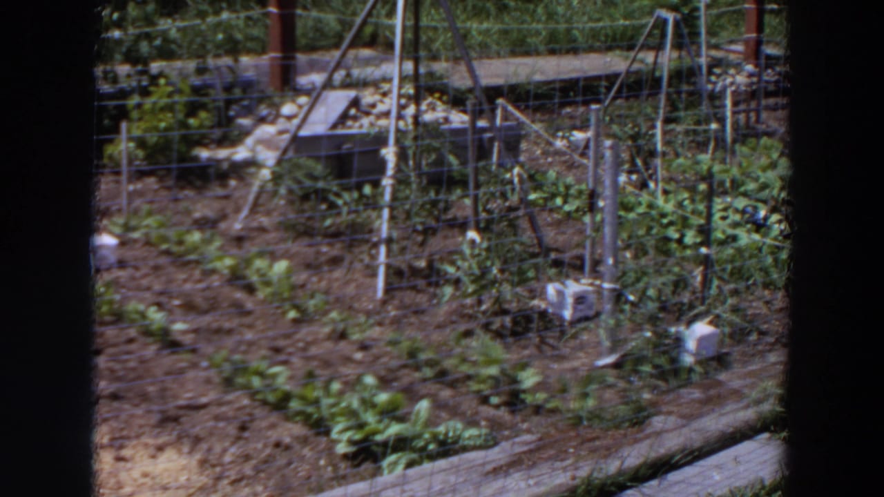 1964 Washington home-movie frame of a fenced garden plot with leafy rows, trellis poles, irrigation lines, and sunlit tilled soil.