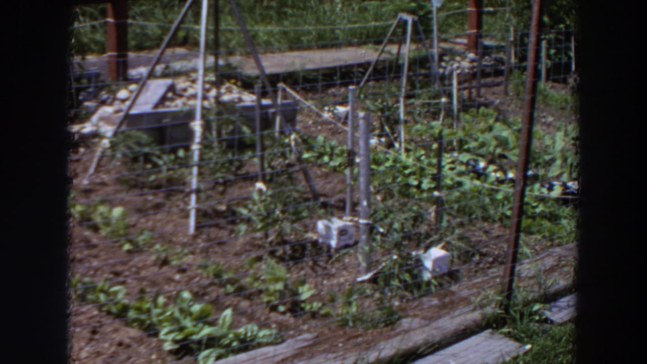1964 Washington 8mm frame showing garden beds, leafy plants, wire enclosure, vertical stakes, and a low wooden border in bright sun.