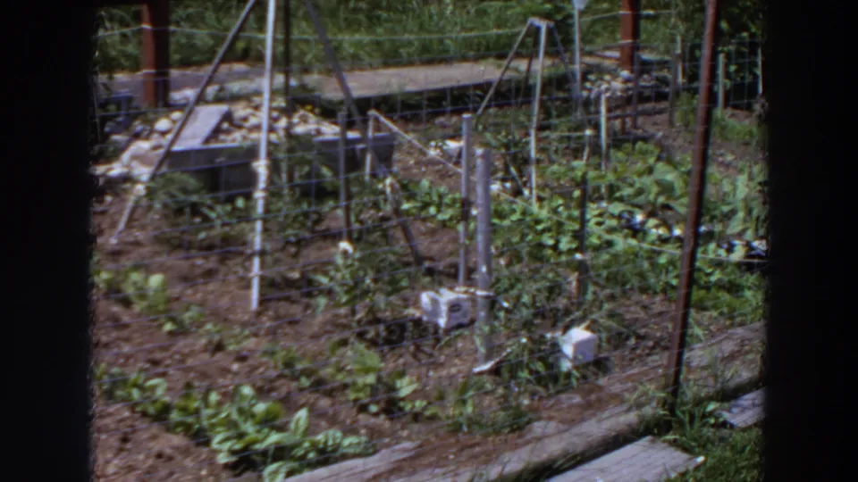 1964 Washington 8mm frame showing garden beds, leafy plants, wire enclosure, vertical stakes, and a low wooden border in bright sun.