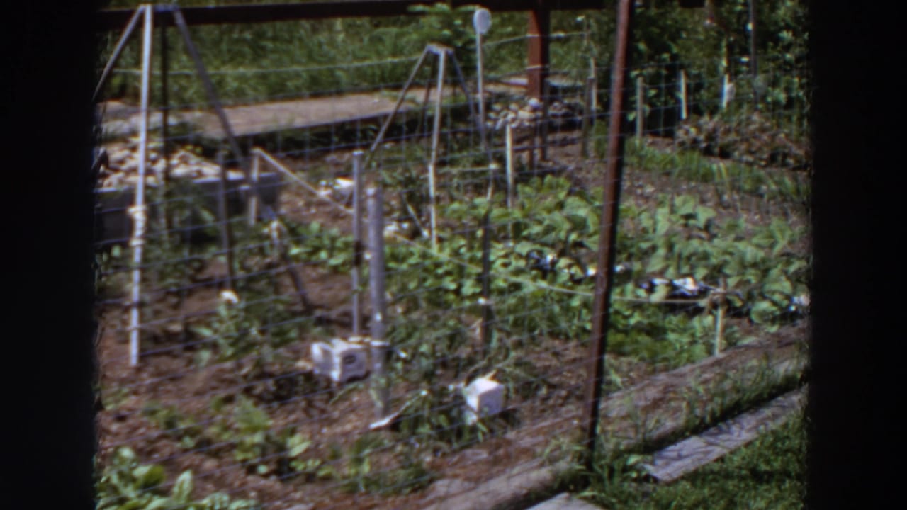 1964 Washington home-movie frame of a sunlit vegetable garden with trellis supports, white containers, wire fencing, and rows in tilled soil.