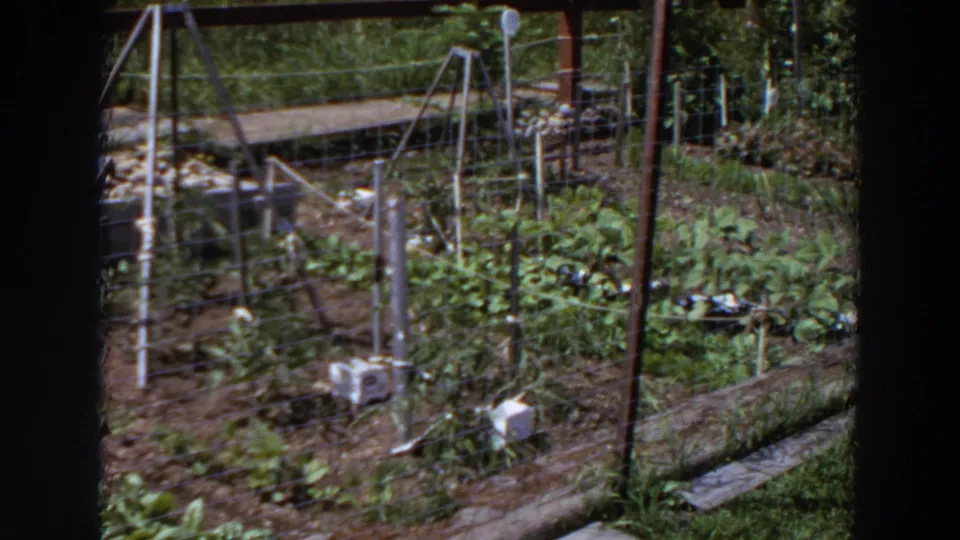 1964 Washington home-movie frame of a sunlit vegetable garden with trellis supports, white containers, wire fencing, and rows in tilled soil.