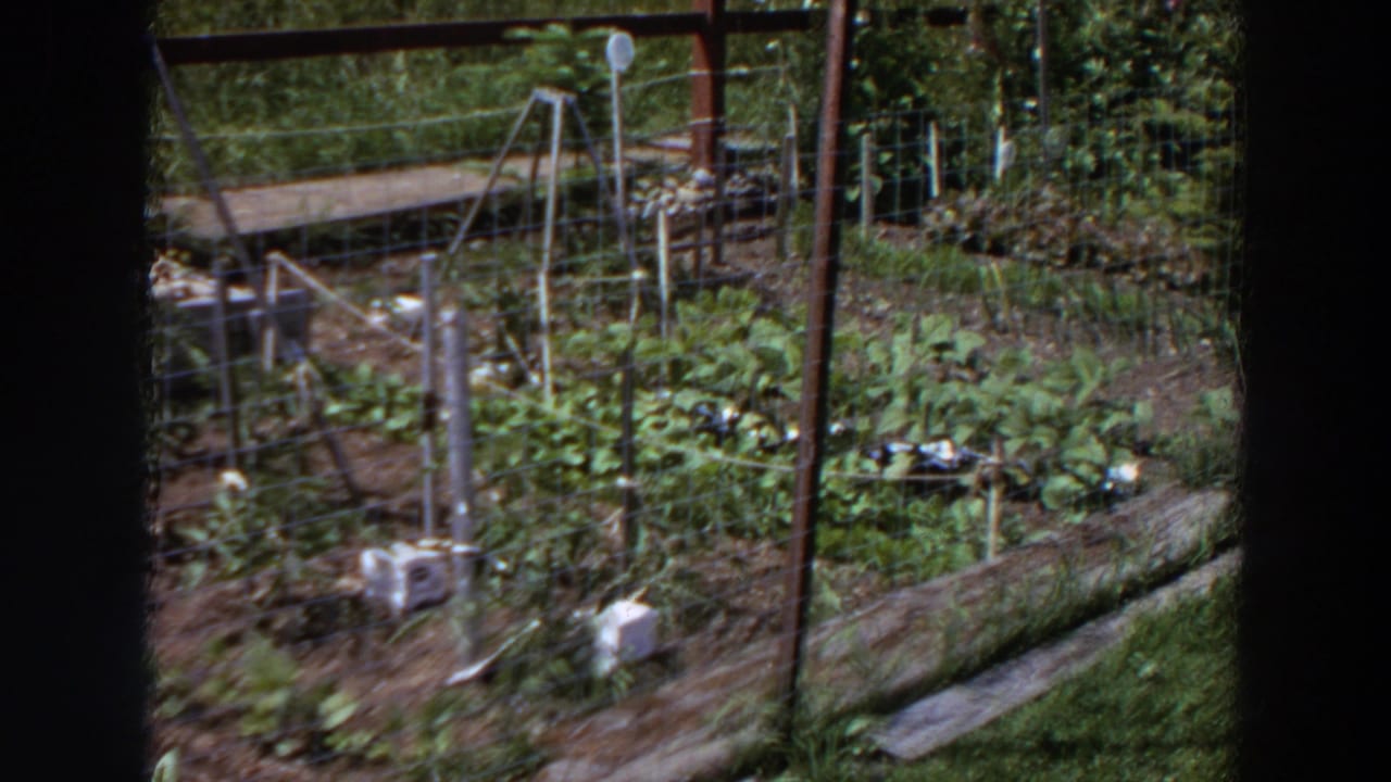 Backyard vegetable garden seen through wire mesh fencing with leafy rows and wooden supports.