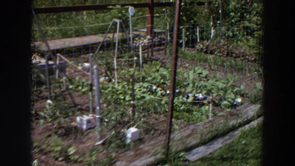 1964 Washington 8mm frame showing a backyard vegetable garden behind wire mesh, with leafy beds, posts, and trellis supports.