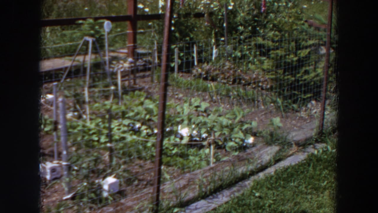 1964 Washington home-movie frame of a fenced backyard garden with leafy plants, raised beds, posts, and sunlit greenery.