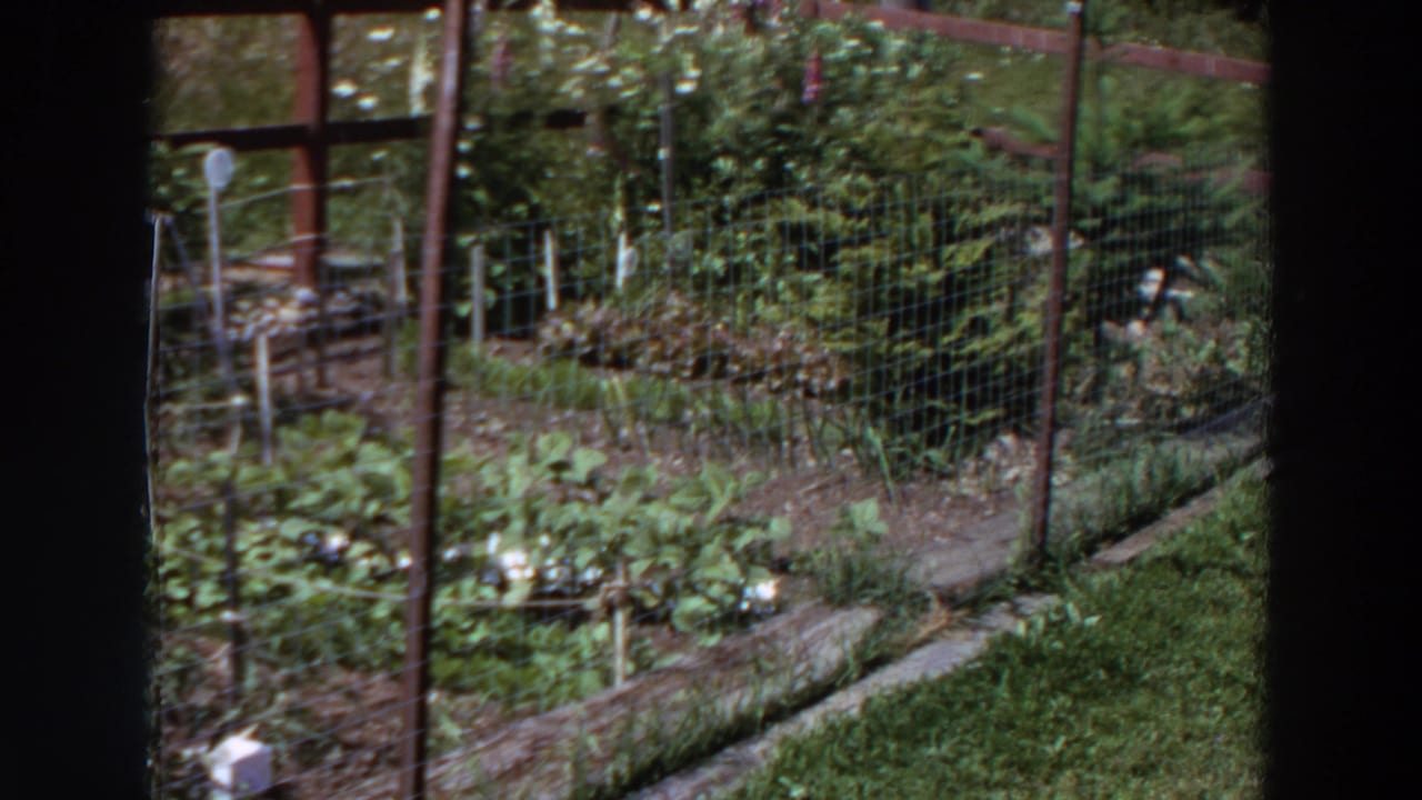 1964 Washington 8mm frame showing a backyard vegetable plot, wire fencing, leafy rows, wooden supports, and a grass border.