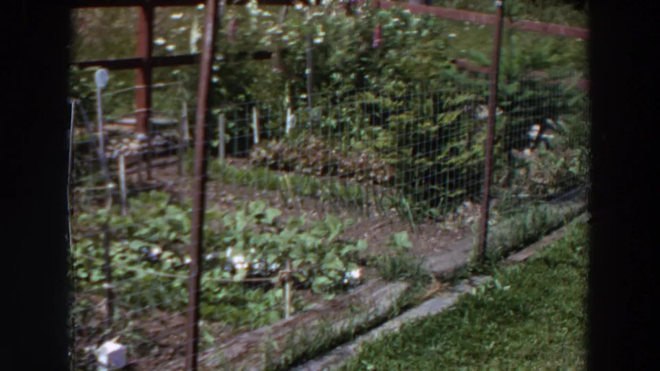 1964 Washington 8mm frame showing a backyard vegetable plot, wire fencing, leafy rows, wooden supports, and a grass border.