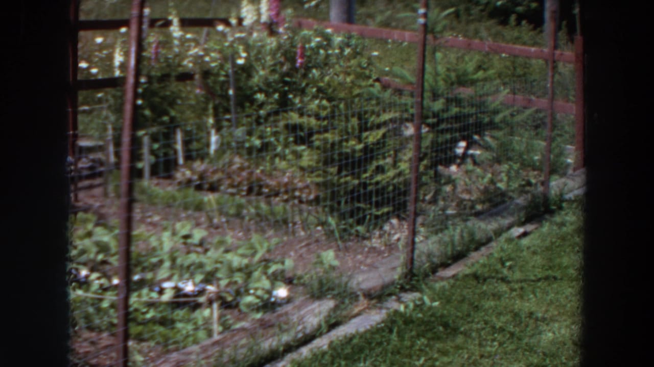 1964 Washington home-movie frame of a fenced backyard vegetable garden with leafy beds, posts, and surrounding shrubs.
