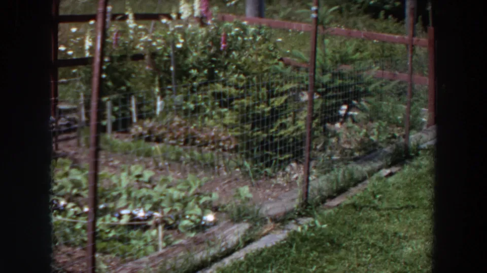1964 Washington home-movie frame of a fenced backyard vegetable garden with leafy beds, posts, and surrounding shrubs.
