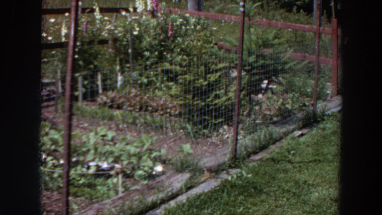 1964 Washington 8mm frame showing a fenced backyard garden bed with leafy plants, soil paths, and wooden edging.