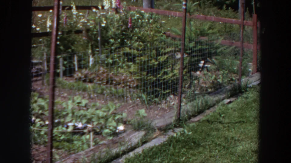 1964 Washington 8mm frame showing a fenced backyard garden bed with leafy plants, soil paths, and wooden edging.