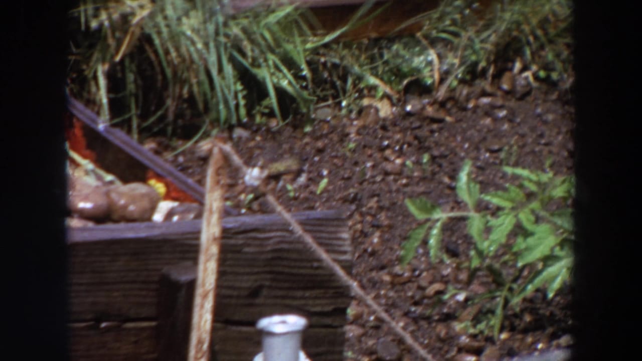 Close 1964 Washington garden view with a small bird on a wooden stake near soil, foliage, and a planter edge.