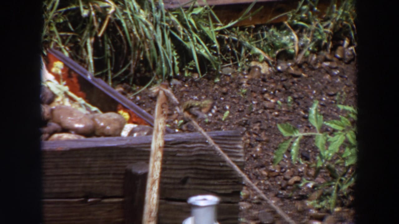 1964 Washington 8mm close-up of a small bird perched by a wooden garden border with soil and green plants behind it.