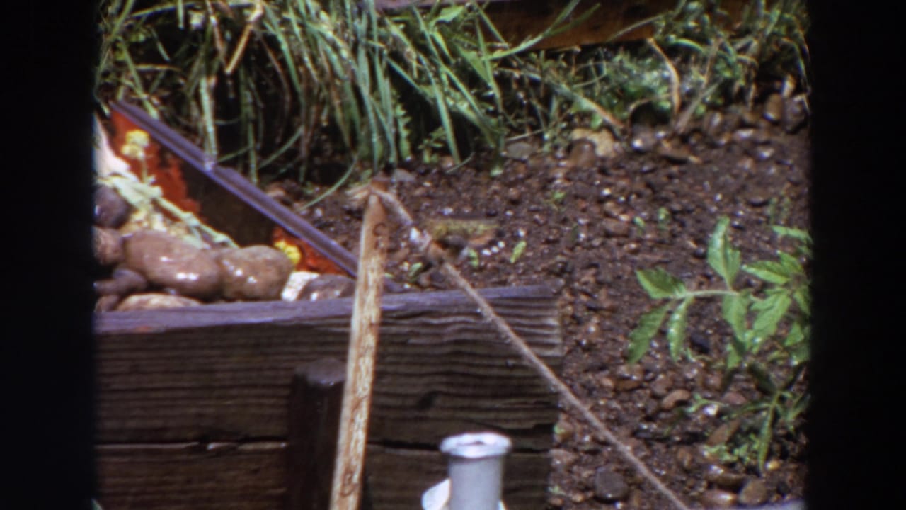 Close 1964 Washington garden frame with a small bird near a stake, dark soil, stones, and leafy backyard planting.