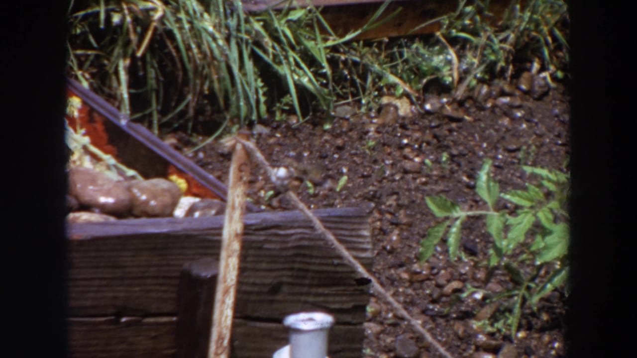 Small bird perched on a rope beside a wooden garden stand and soil.