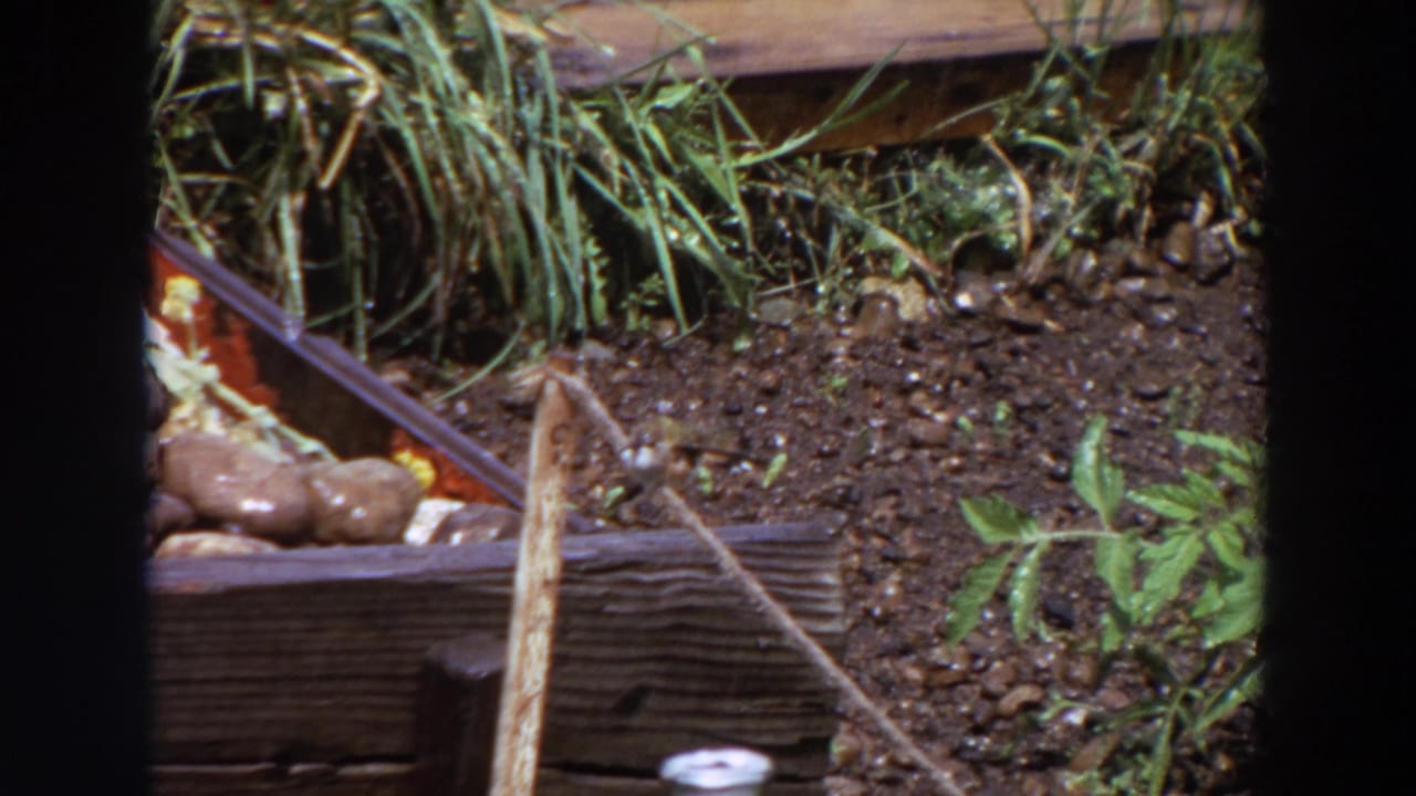 Small bird remains on the rope in a Washington garden scene, framed by soil, low plants, and the dark edges of 8mm film.