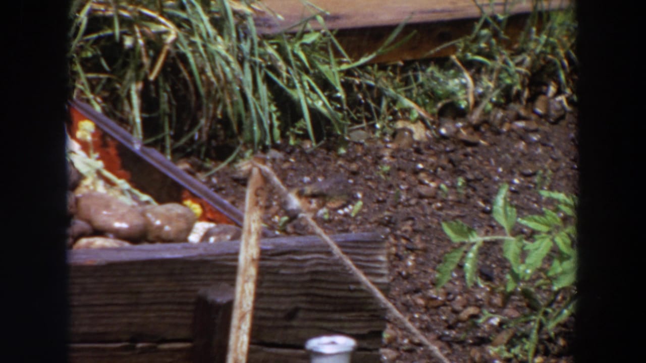 1964 8mm frame with a small bird angled along a rope near weathered wood, pebbled soil, and green garden growth.