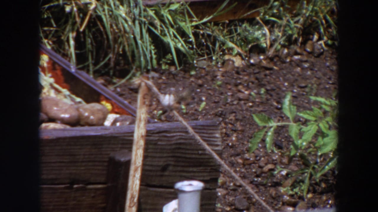 Small bird appears to preen or adjust its wing while perched on a rope in a Washington garden, with soil and foliage visible.