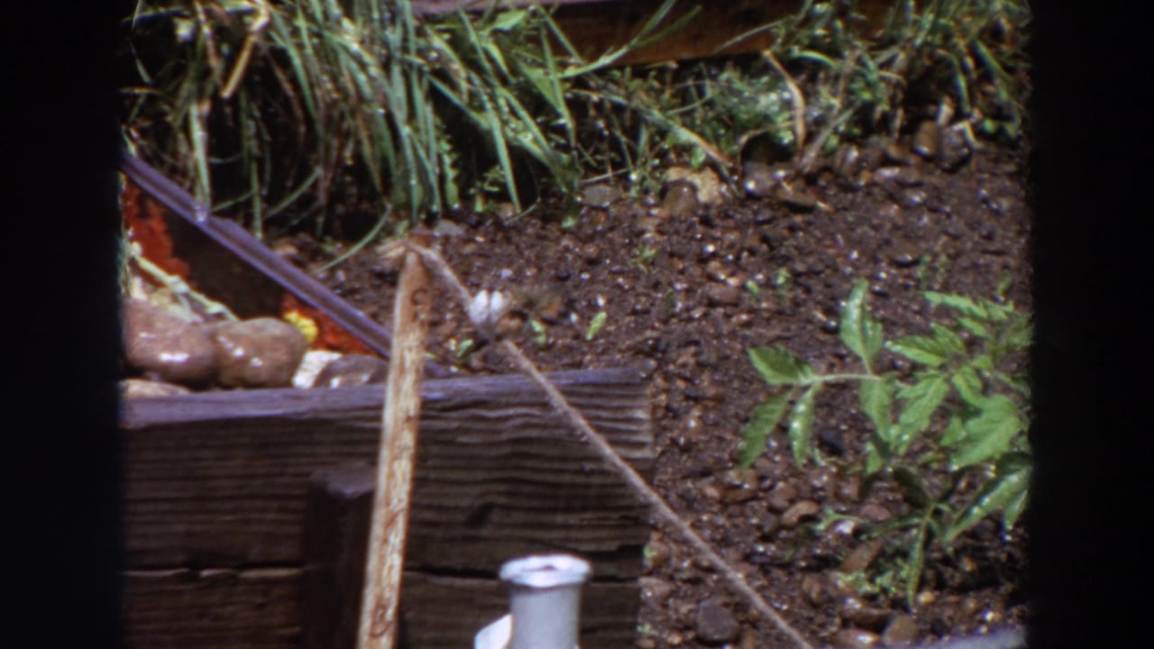 1964 Washington 8mm frame of a small bird on a stick in a garden bed near wood edging, stones, grass, and leafy plants.