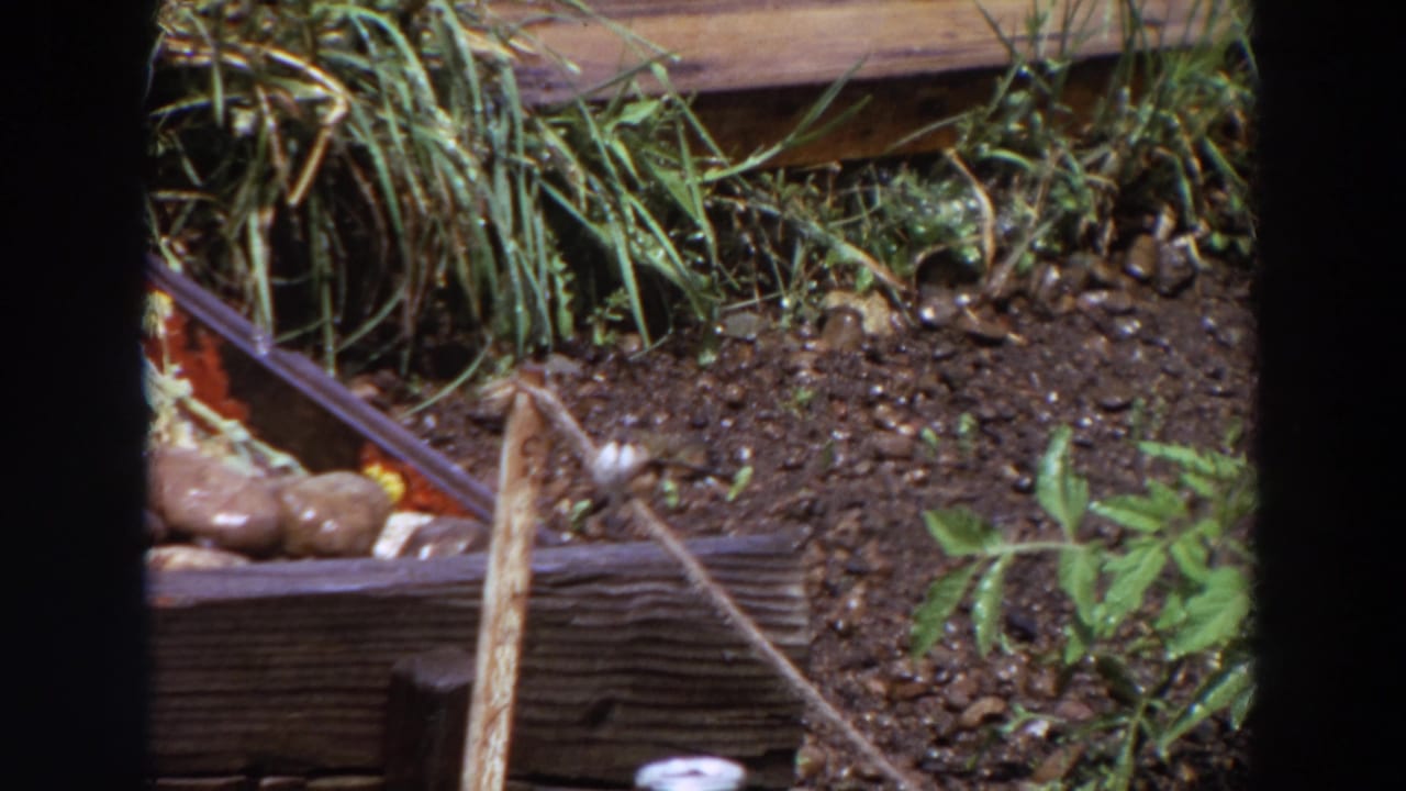 1964 Washington 8mm frame showing a small bird near a stick perch in a garden bed with soil, stones, plants, and wood edging.