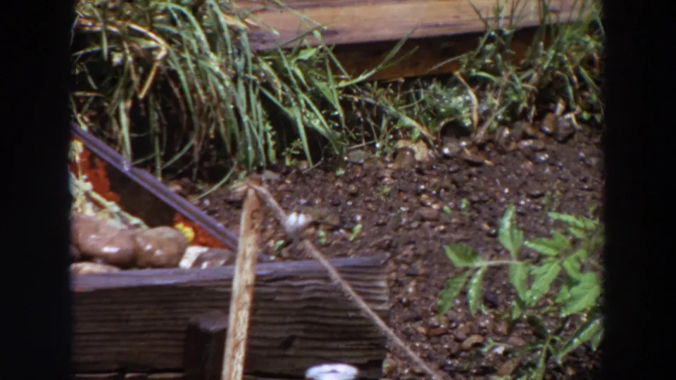 1964 Washington 8mm frame showing a small bird near a stick perch in a garden bed with soil, stones, plants, and wood edging.