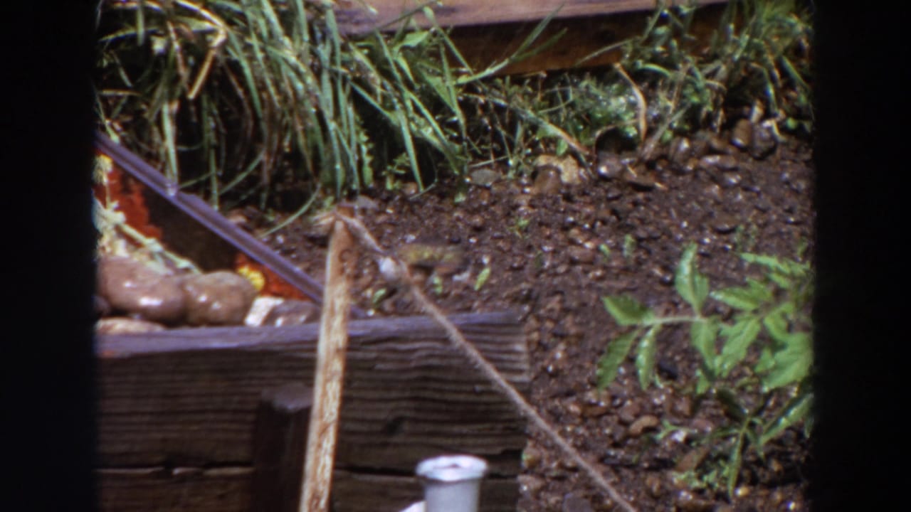 1964 Washington 8mm frame of a small bird moving through a garden bed near a leaning stick, wood border, stones, and greenery.