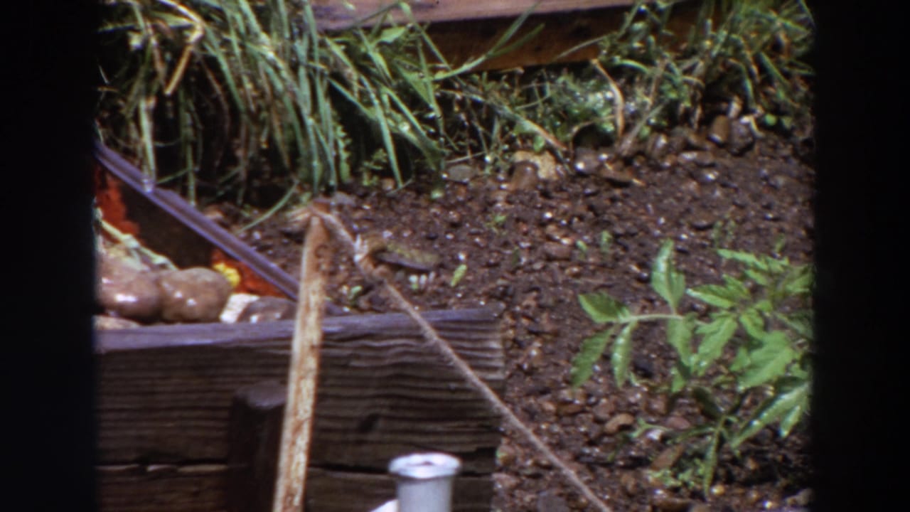 1964 Washington 8mm frame showing a small bird foraging on soil beside a stick, garden edging, stones, grass, and leafy plants.