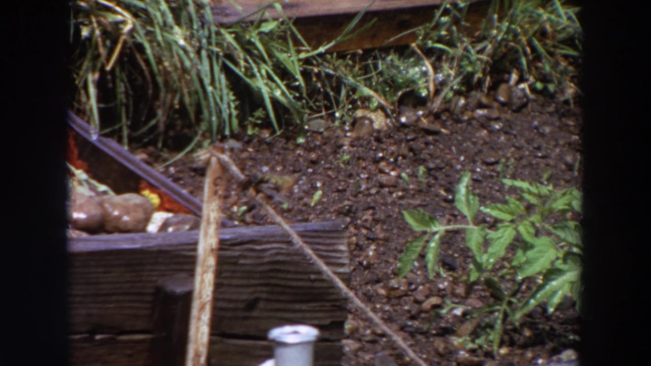 Small bird perched on a thin stick beside a wooden planter and garden soil.