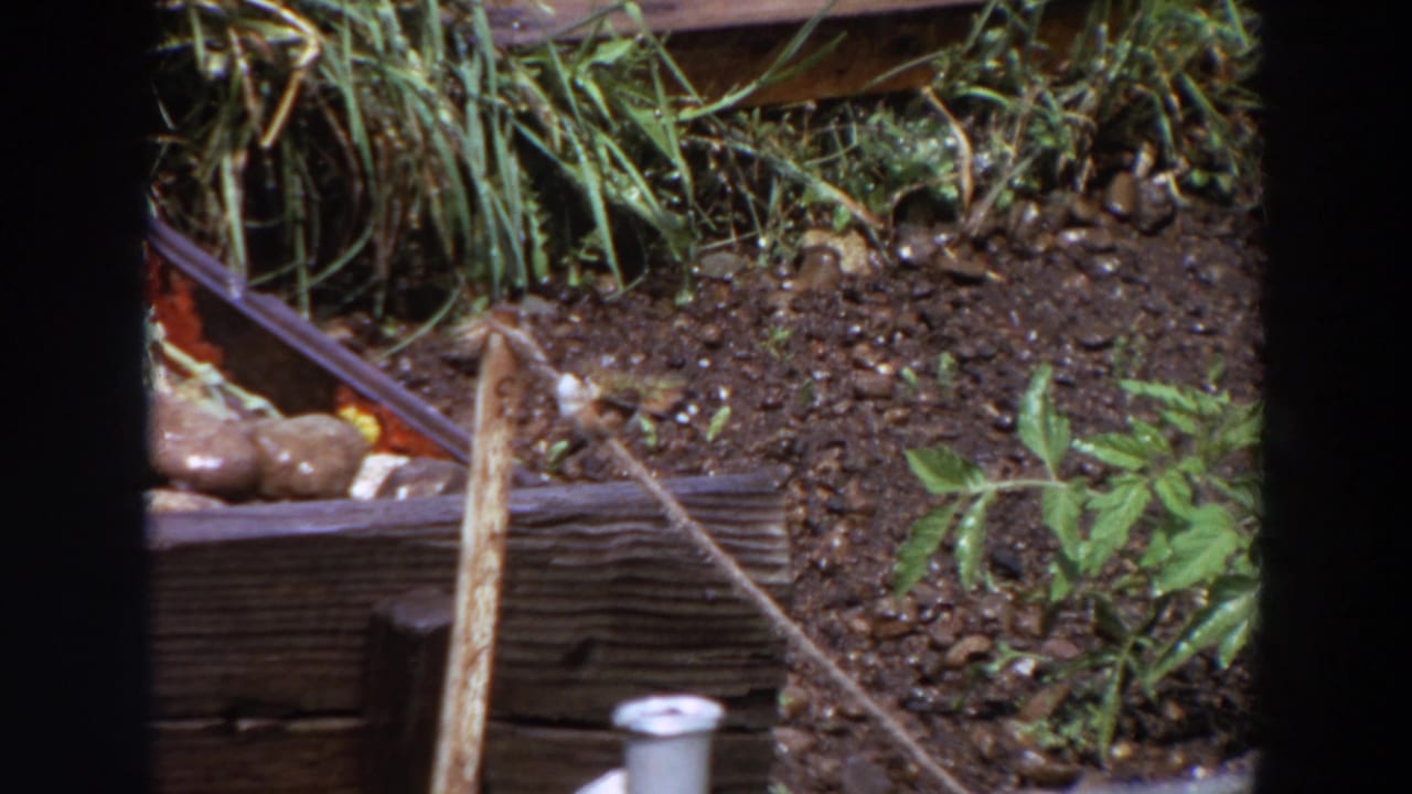 Small bird perches on a narrow stick in a 1964 Washington garden, with a planter edge, soil, and green leaves behind it.