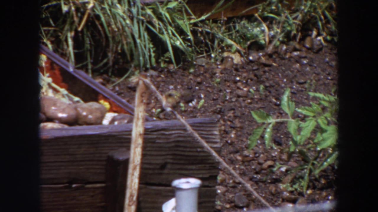 The small bird appears to shift its weight on the stick in the 1964 Washington garden scene, framed by soil and greenery.