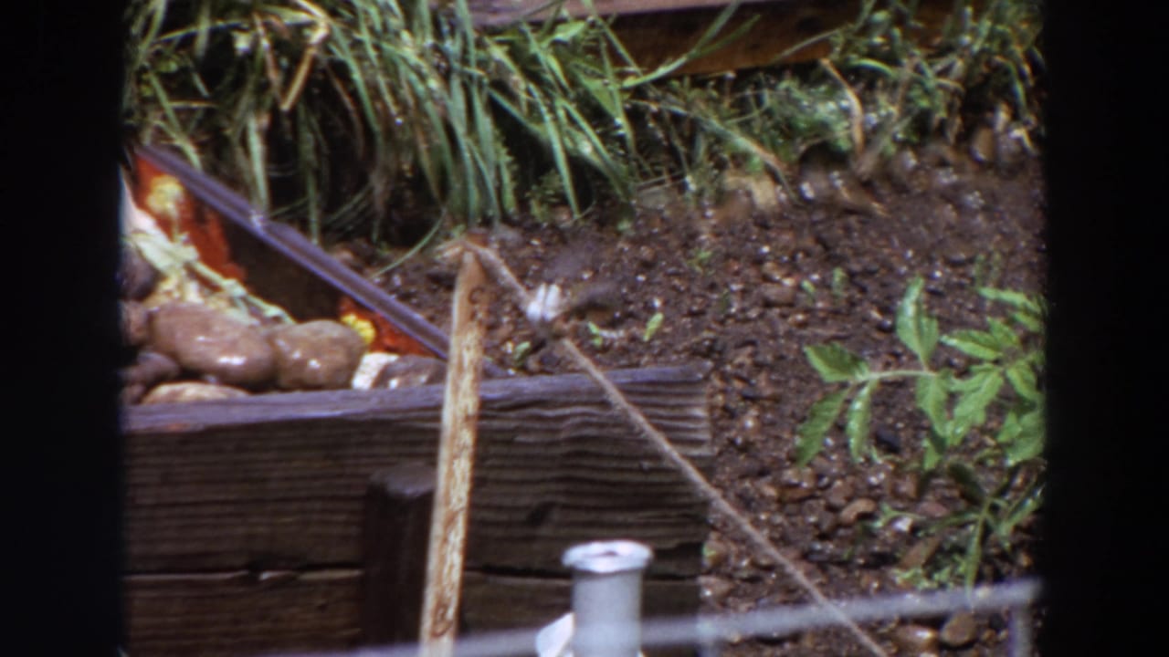 The small bird flutters near its stick perch in the 1964 Washington garden, with a wooden planter and leafy plants visible.