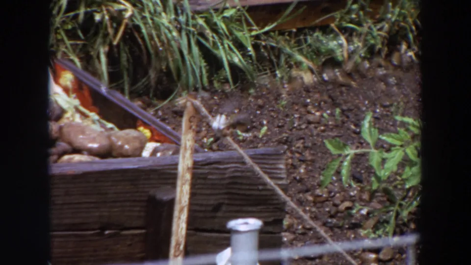 The small bird flutters near its stick perch in the 1964 Washington garden, with a wooden planter and leafy plants visible.