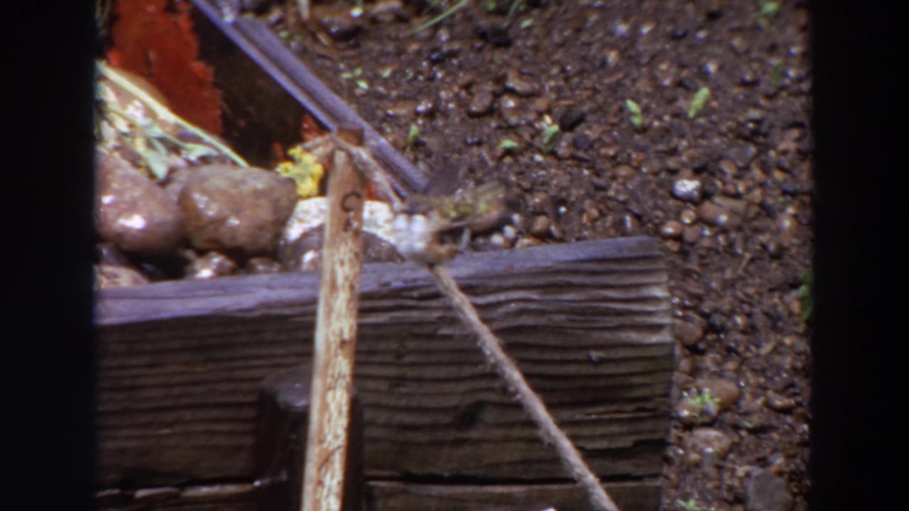 Small bird perched on a weathered wooden beam beside damp garden soil and stones.