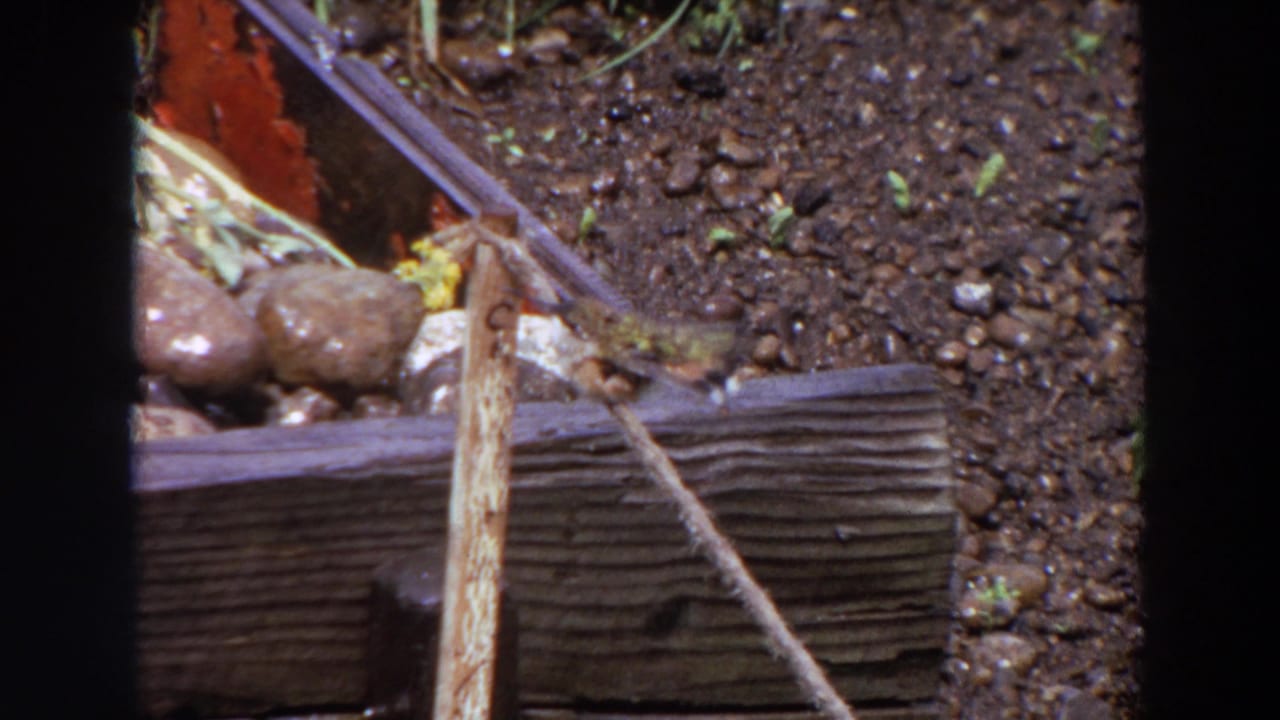 Small bird appears beside a weathered wooden beam in a Washington garden, with pebbled soil and scattered stones visible.