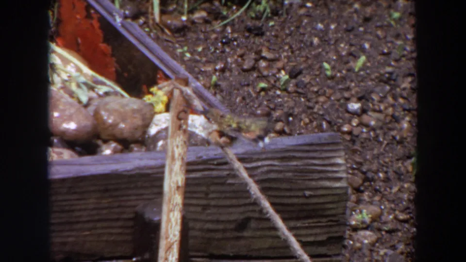Small bird appears beside a weathered wooden beam in a Washington garden, with pebbled soil and scattered stones visible.