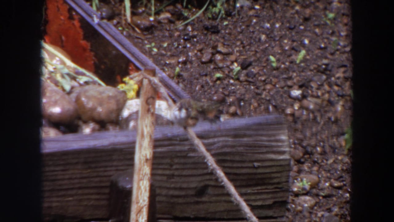 In this 1964 Washington frame, the small bird sits low on the wooden garden beam near an angled stick or cord and stones.