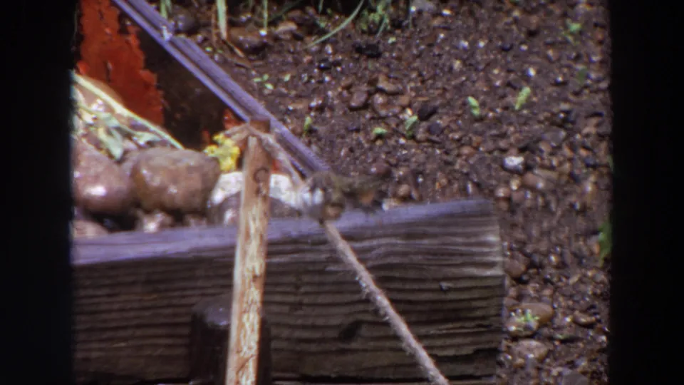 In this 1964 Washington frame, the small bird sits low on the wooden garden beam near an angled stick or cord and stones.