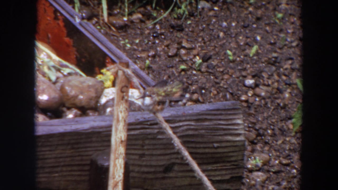 Small bird preens or fluffs on a weathered wooden beam in 1964 Washington home-movie footage, with damp soil and stones behind it.