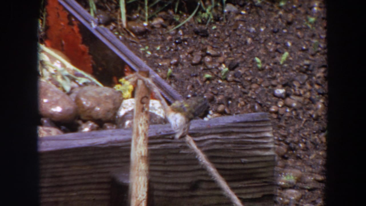 Small bird in 1964 Washington home-movie footage perches near weathered wood, stones, soil, and garden sprouts.